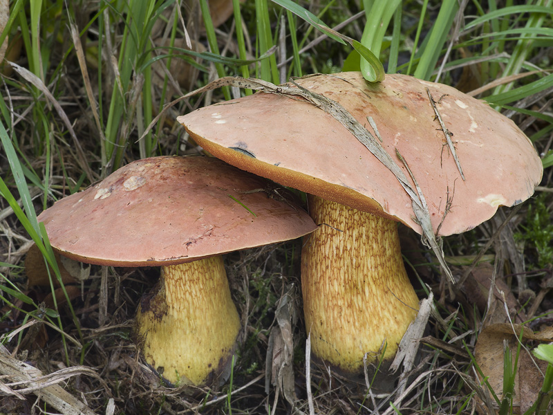 Boletus luridus var. rubriceps